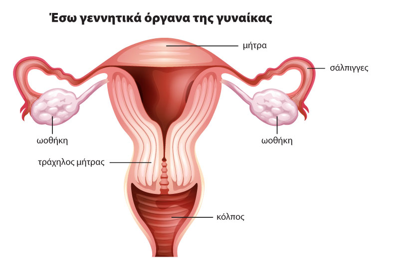 Έσω γεννητικά όργανα της γυναίκας